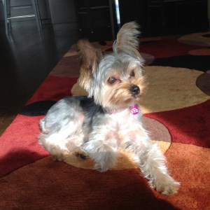 7 month old Yorkie