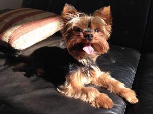 5 year old Yorkie looking happy