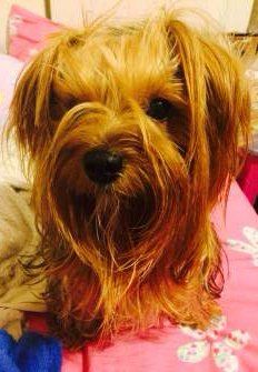 How to protect Yorkie's nose