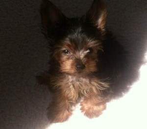 little 10 month old Yorkie