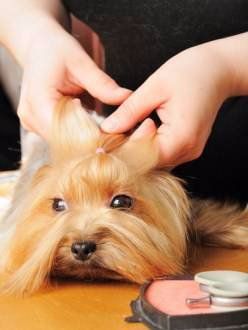 making a topknot on a yorkie