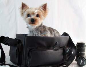 Yorkshire Terrier posing for camera