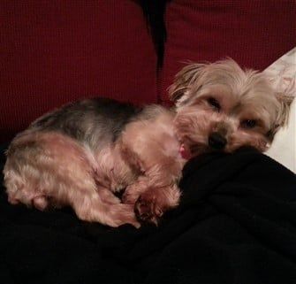 yorkshire-terrier-sitting-back-waiting