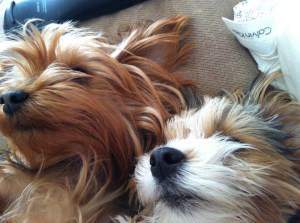 Yorkies sleeping together
