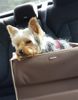 small Yorkie in car seat