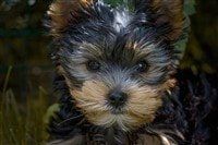 small-yorkie-puppy-