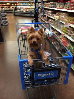 smart Yorkshire Terrier