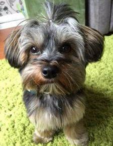 super cute Yorkie puppy