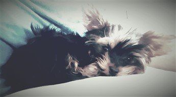 teacup Yorkie