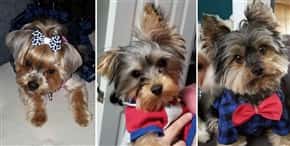 three Yorkshire Terriers with shiny hair