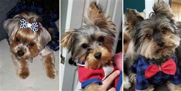 three Yorkshire Terriers with shiny hair