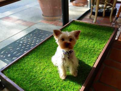 Yorkie on indoor grass