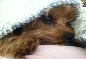 tiny Yorkie dog