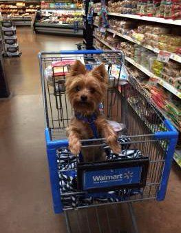 Yorkie trait of alert expression in cart