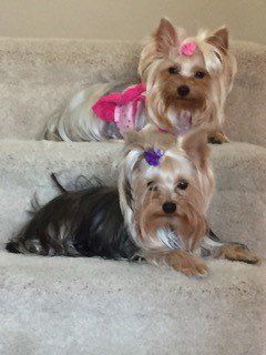 two Yorkies