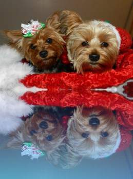 two Yorkies