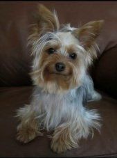 5 year old female Yorkie