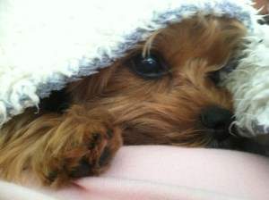 Yorkie 4 years old