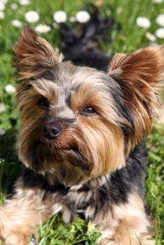 adult Yorkshire Terrier dog