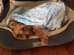 Yorkie 7 months old