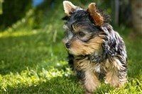 yorkie-01