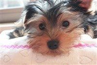 yorkie-03-