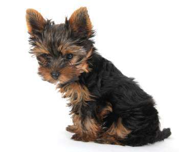 Yorkshire Terrier healthy skin