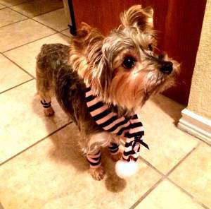 Yorkie 2 years old