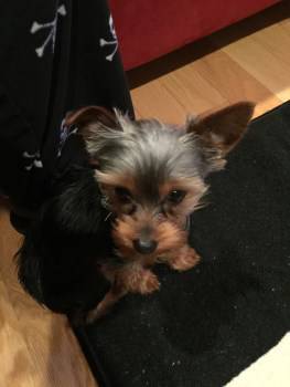 Yorkie puppy sitting