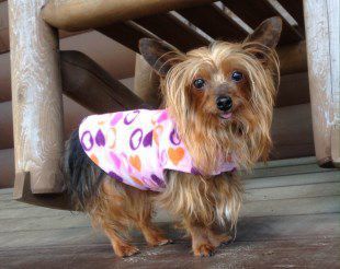 10 year old rescue Yorkie