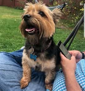 Larger than average Yorkie
