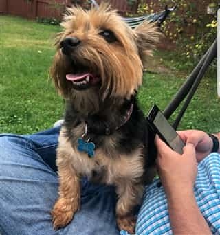 Larger than average Yorkie