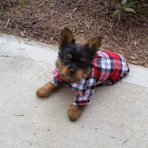 11 week old Yorkie puppy