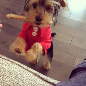 5 month old male Yorkie puppy