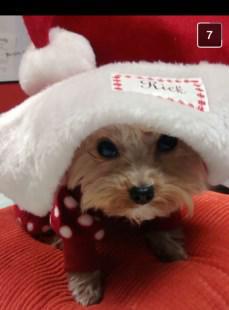 4 year old little Yorkie