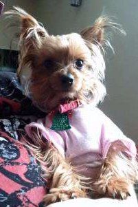 Yorkie almost 1 year old