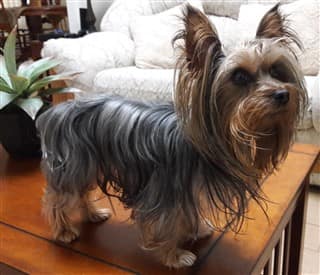 Adult Yorkie dog 3 lbs