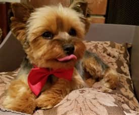 Adult Yorkie dog 7 lbs