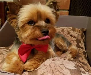 Adult Yorkie dog 7 lbs