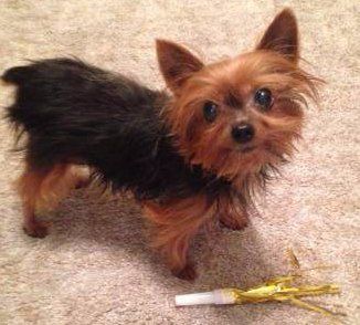 8 year old female Yorkie