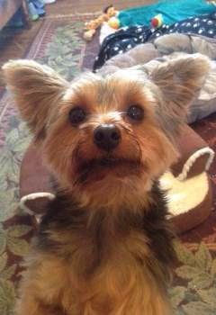 Yorkie acting hyper