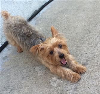 Yorkie behaving silly