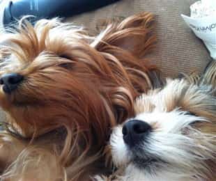 two Yorkies sleeping together