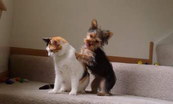 Yorkie playing with cat