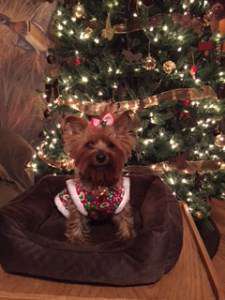 Yorkie at Christmas time