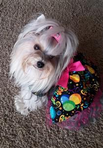 yorkie birthday dress