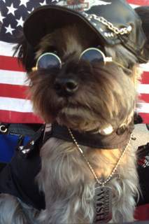 Yorkie with brown nose