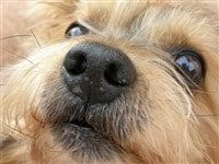 yorkie-close-up-