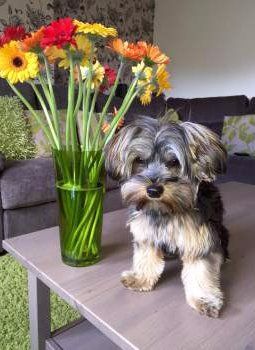 Yorkie dog posing near flower vase