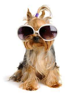 Yorkie dog